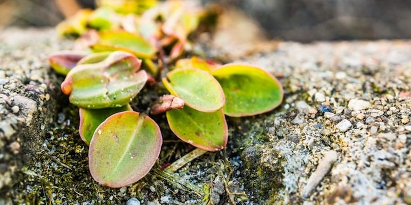 Aquário plantado com troncos e plantas verdes