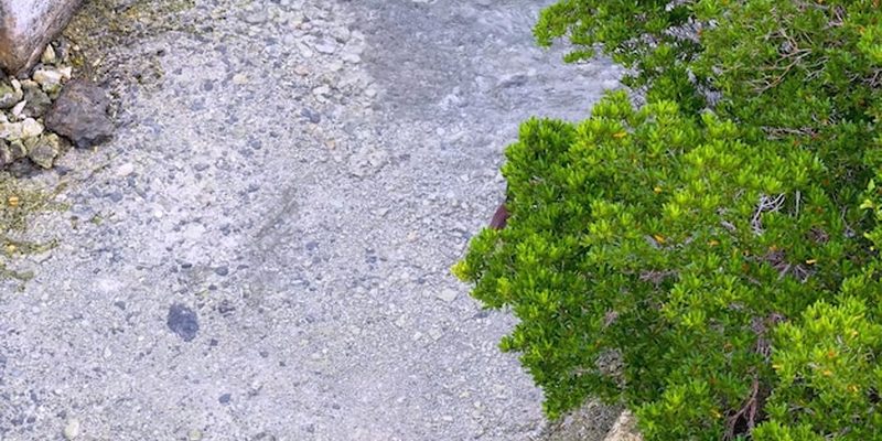 Aquário novo em fase de ciclagem da água