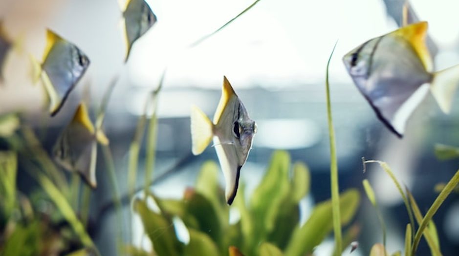 Aquário de canto em vidro curvo, com cardume de peixes tropicais e fundo plantado