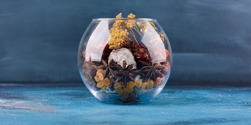 Terrário bioativo com plantas e musgo