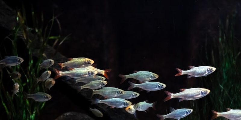 Sistema de aquaponia com peixes e hortaliças